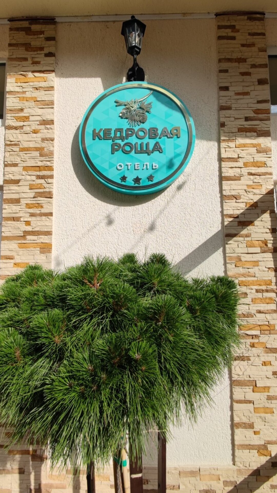 Фото Кедровая роща