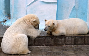 «Новосибирский зоопарк имени Р. А. Шило» фото 1
