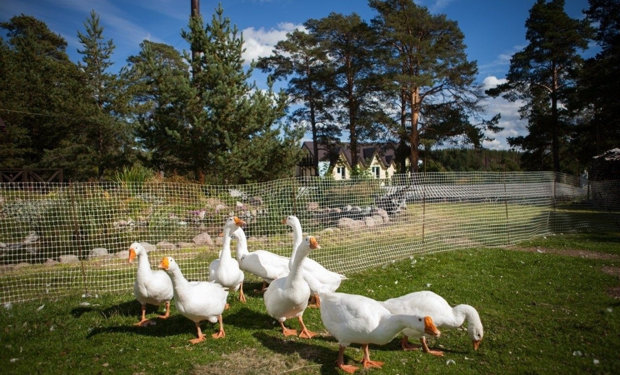 Фото Villa Vitele