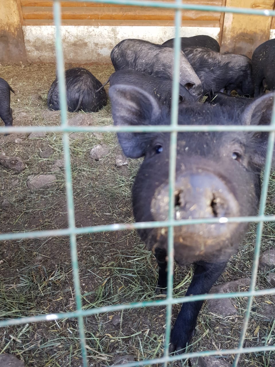 Фото Казанский луг