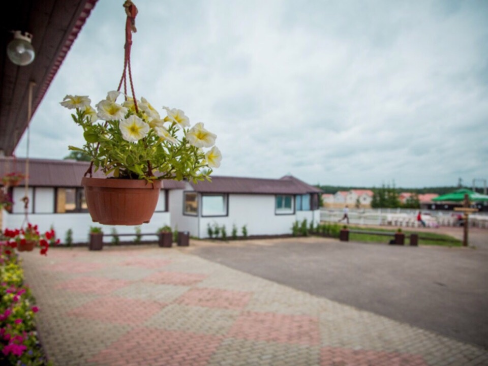 Фото Сова Сойкино