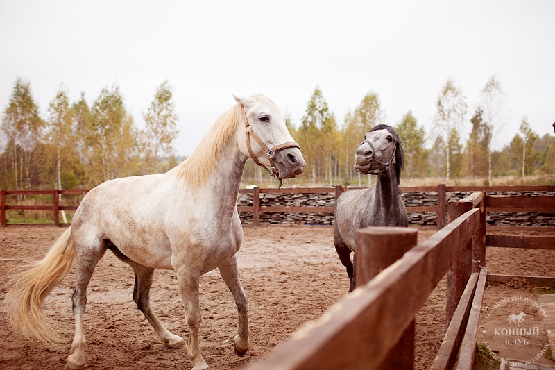 Фото Хомяковское подворье