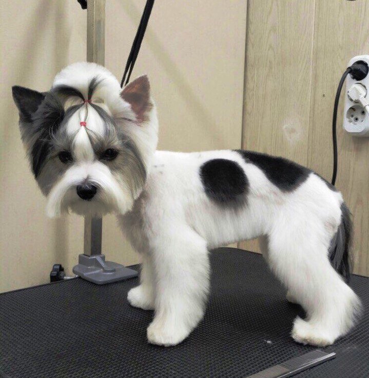 صالون حيوانات أليفة Zoosalon Tatyany Bazhenovoy ، سان بطرسبرغ، صورة