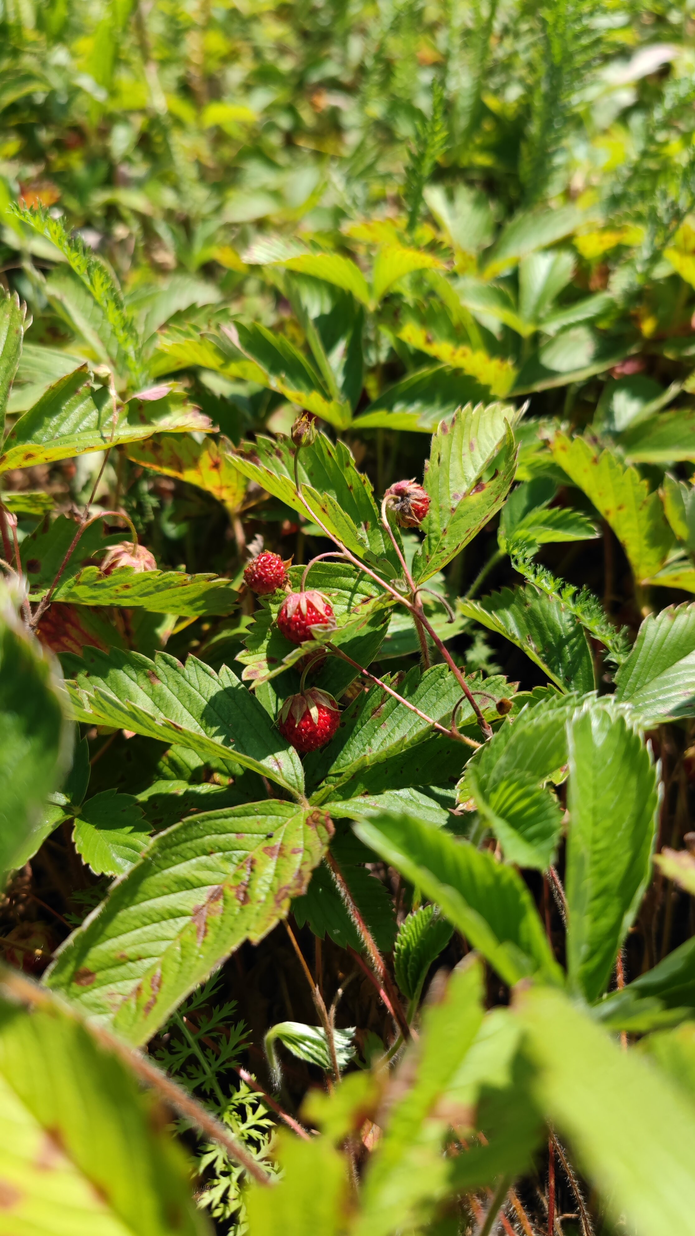 Фото Лесная сказка