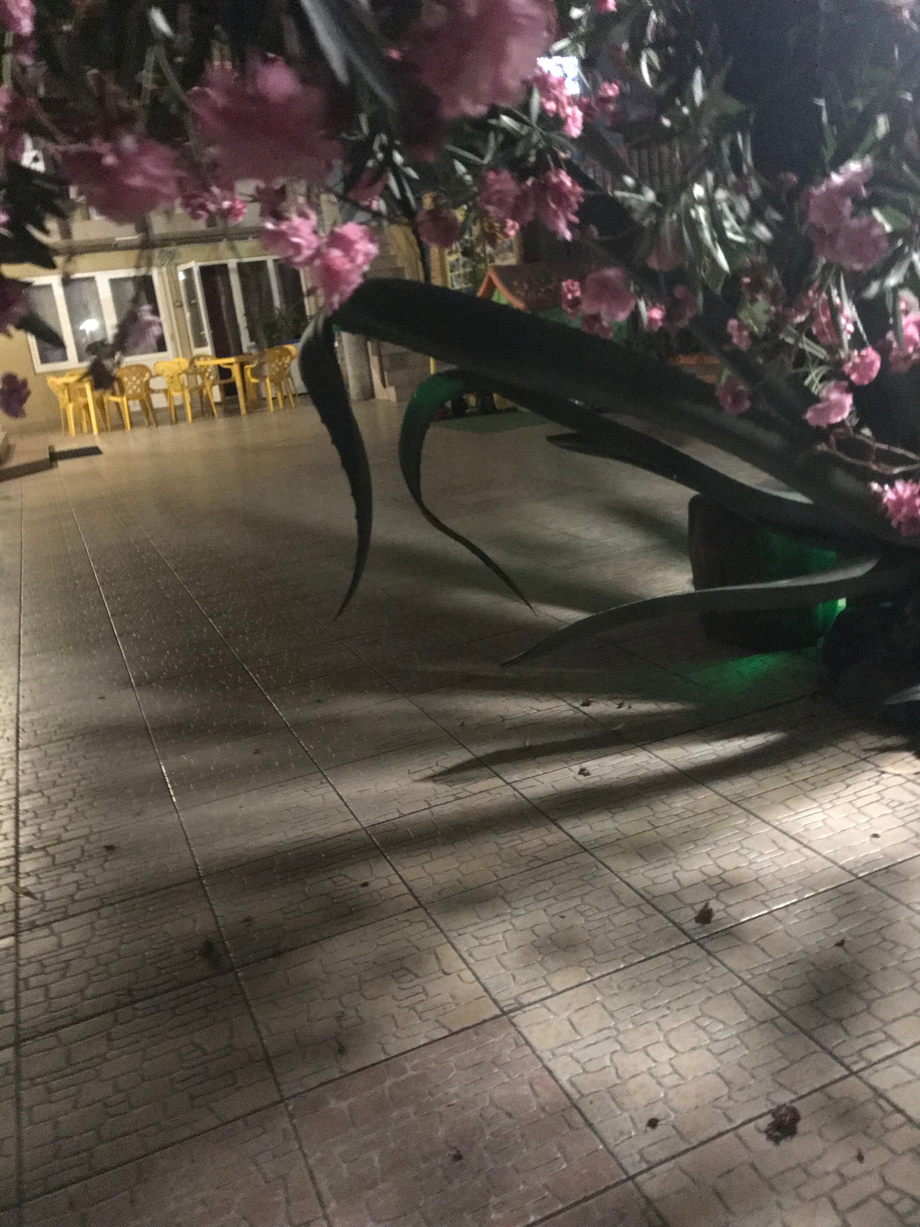 Фото Адениум 585