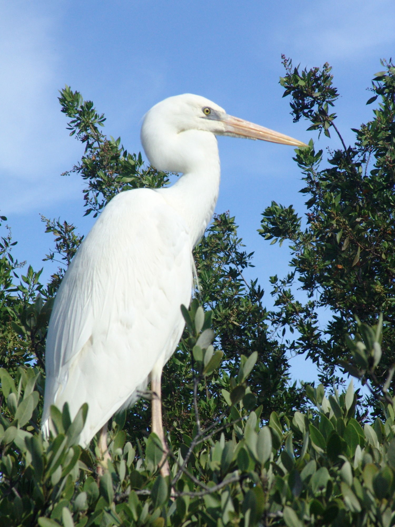 Фото The Pelican Key Largo Cottages
