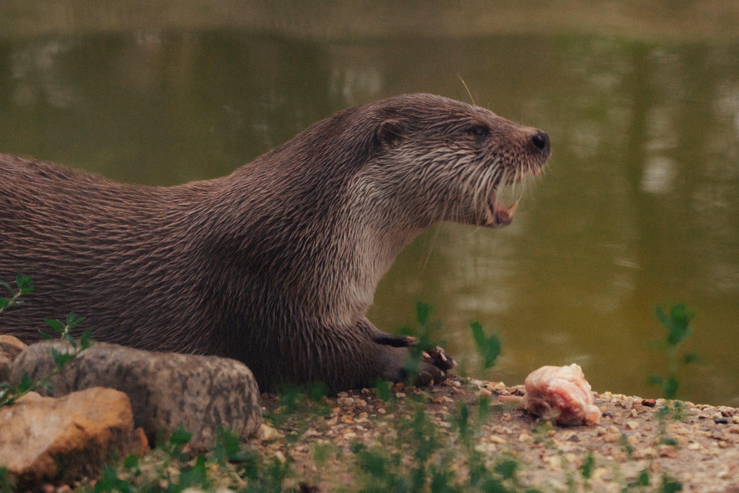 Фото Гостиница Парк Птиц