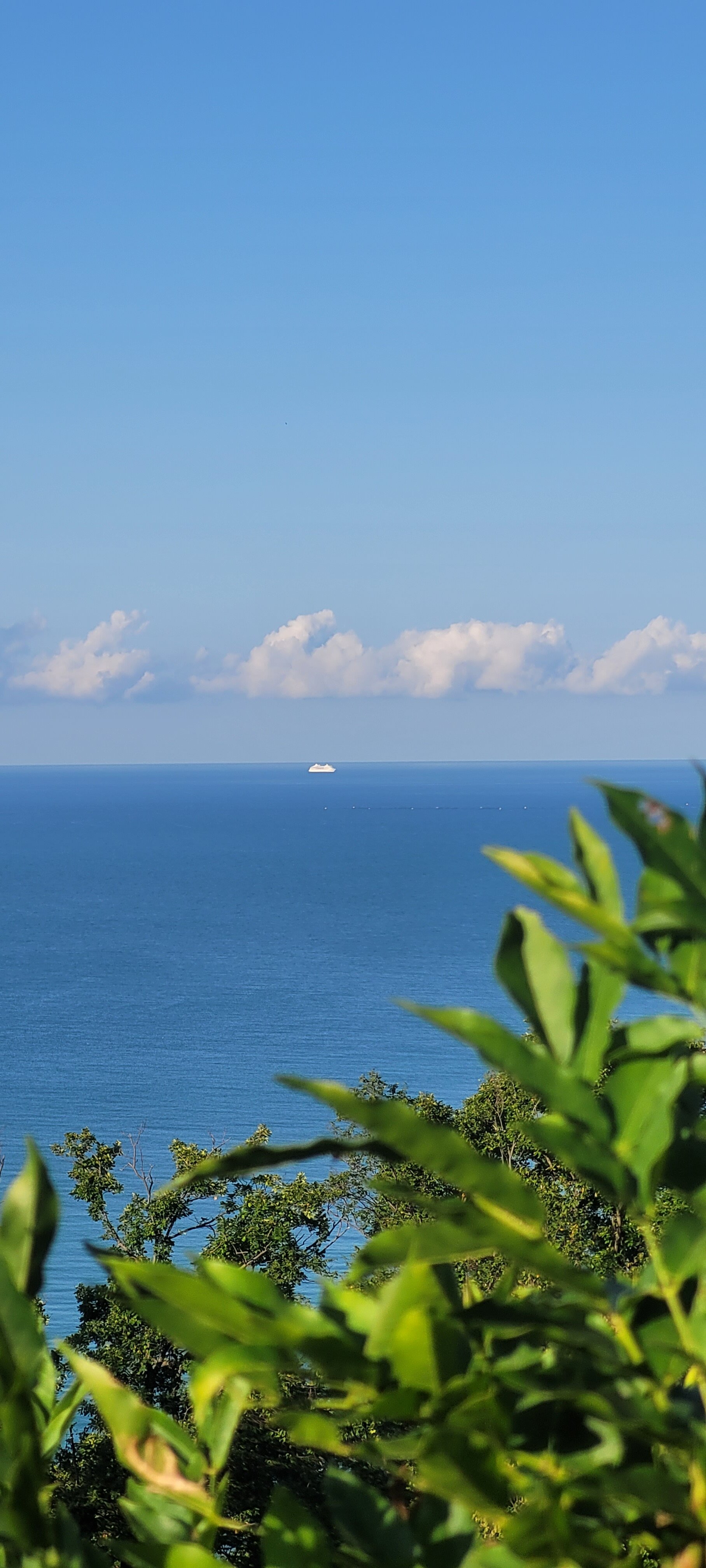 Фото Горный кедр