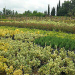 Ortanca Nursery (Sakarya, Sapanca, Rüstempaşa Mah., Kastarcı Sok.), landscape design