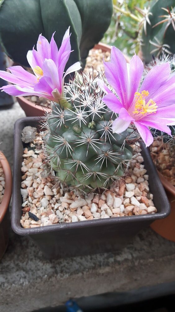 Фото Canaan Guesthouse