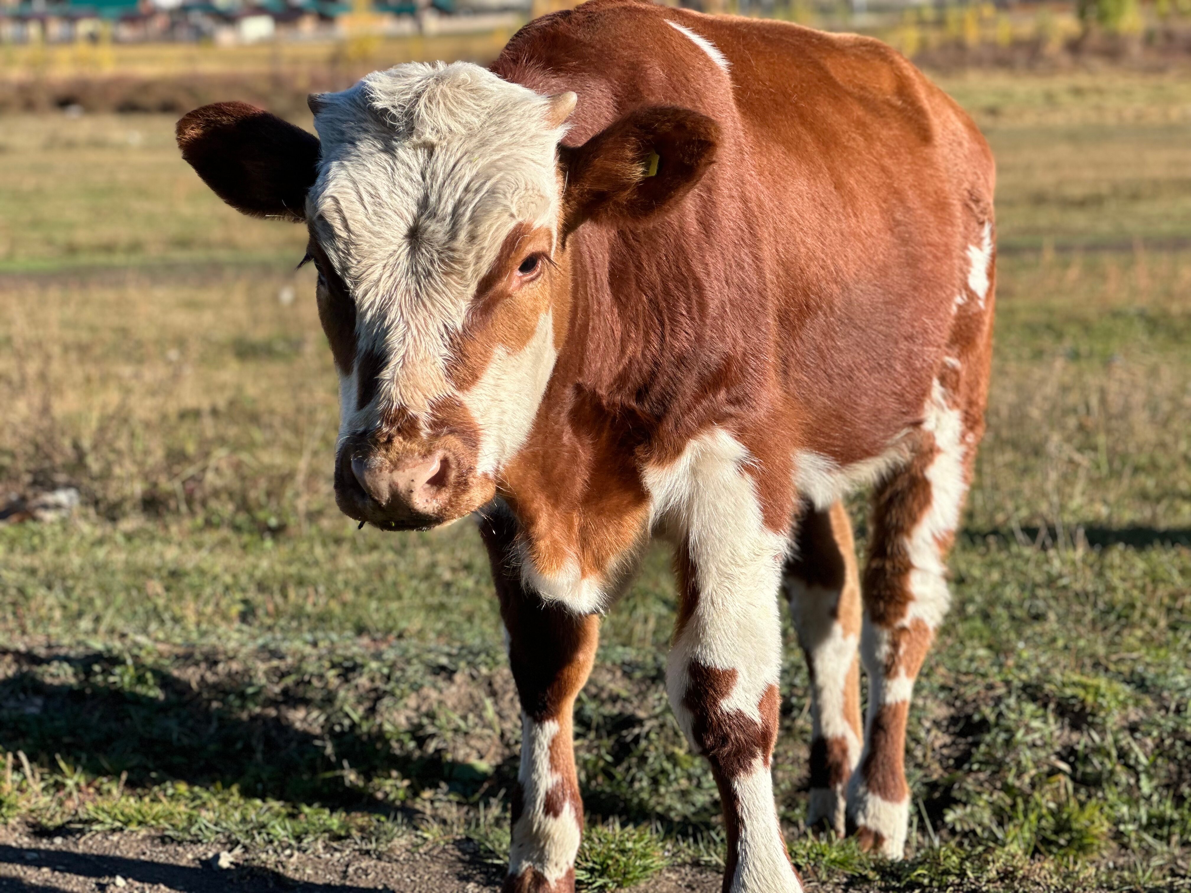 Фото Атмосфера Алтая