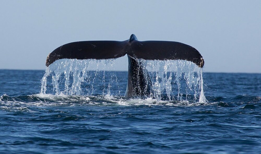 Фото Shehan Guest House