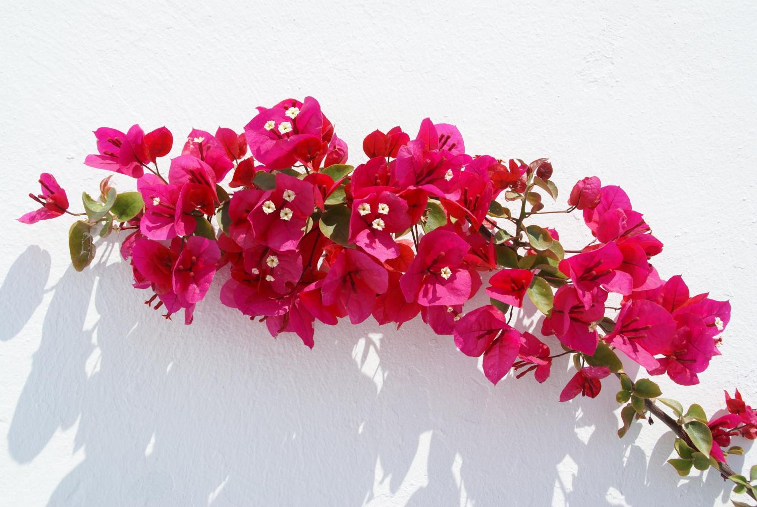 Фото Aethrio Sunset Village - Oia