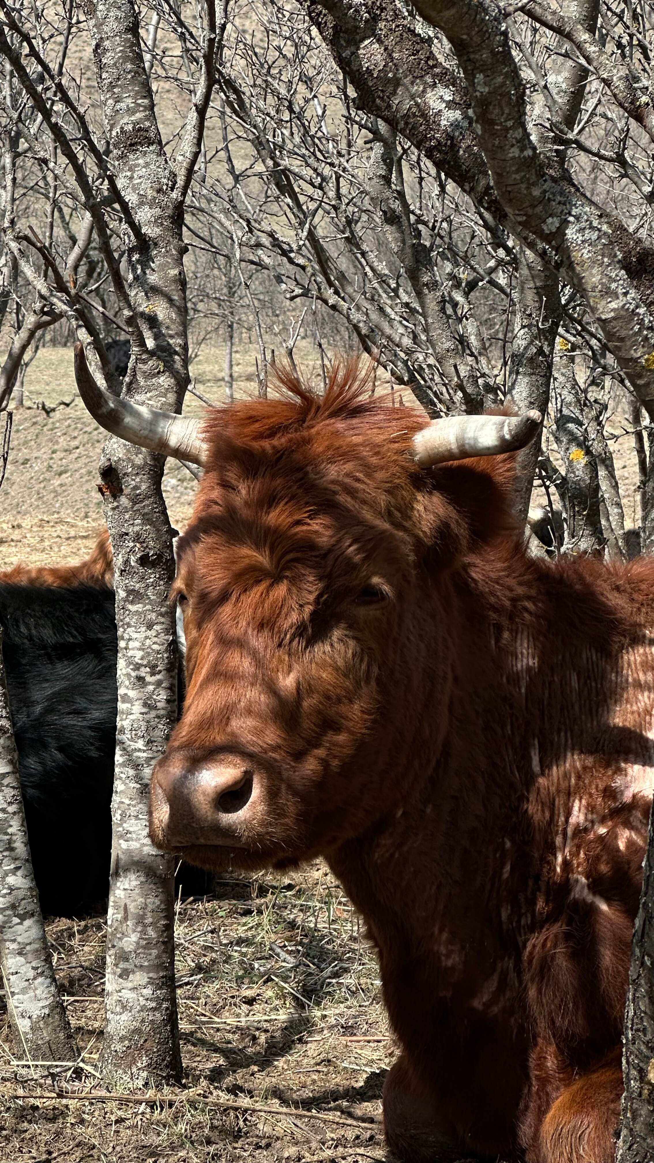 Фото Chilli bro's camp