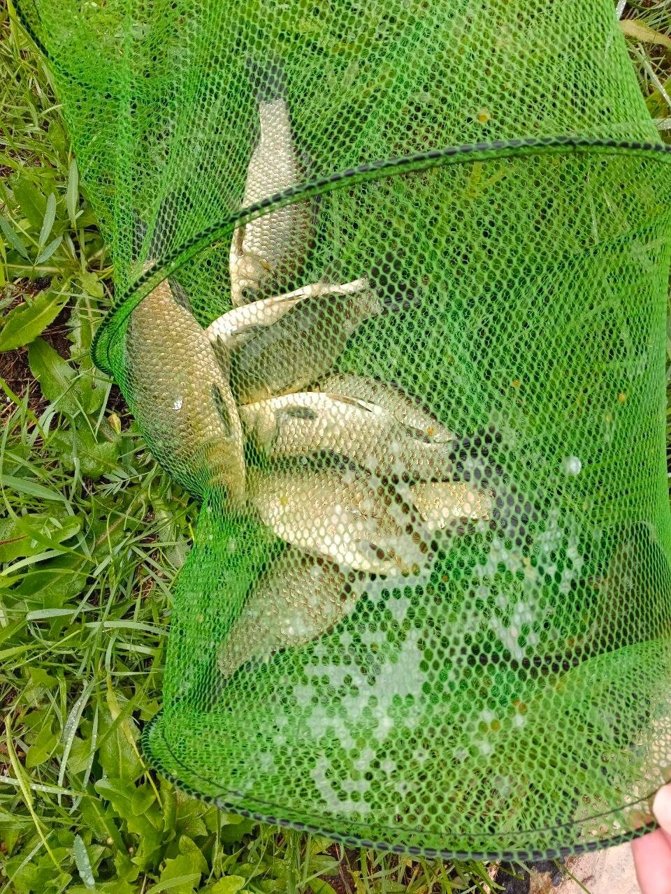 Фото Елховый берег