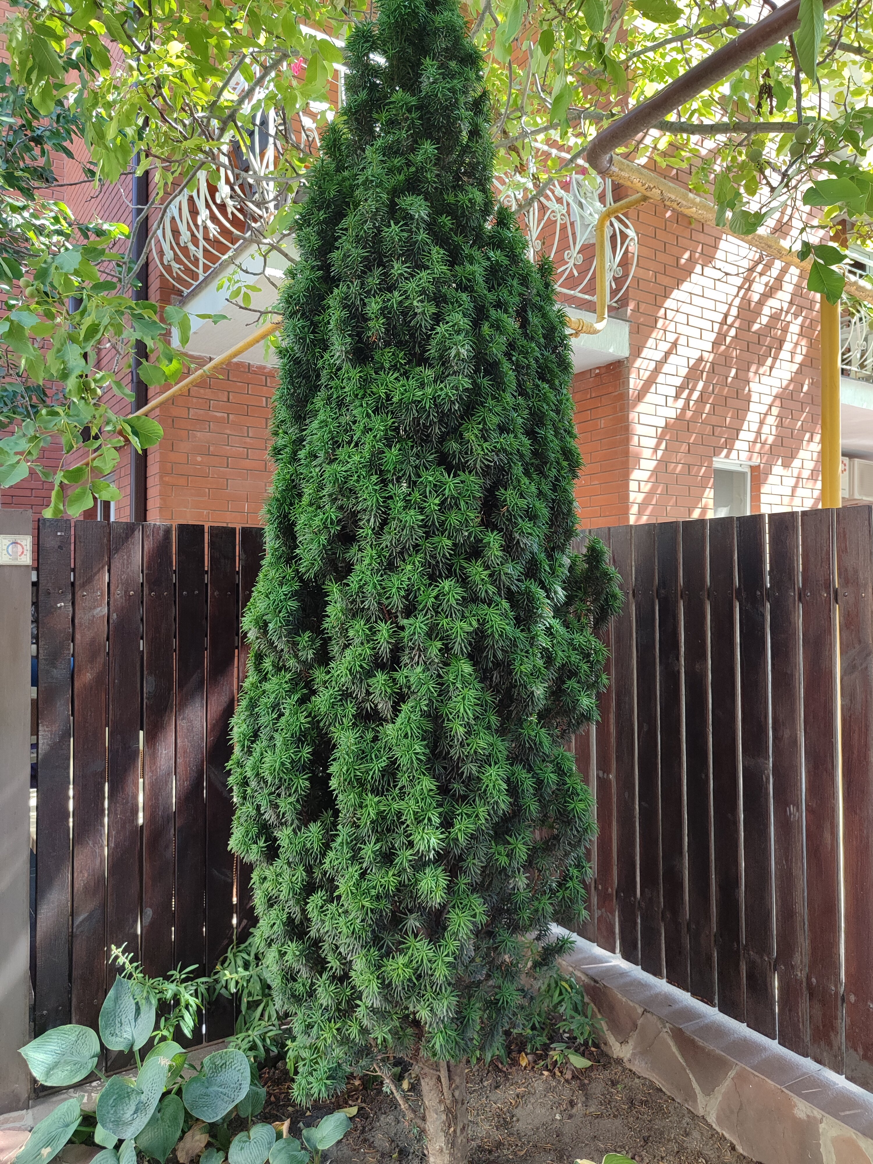 Фото Гелиос