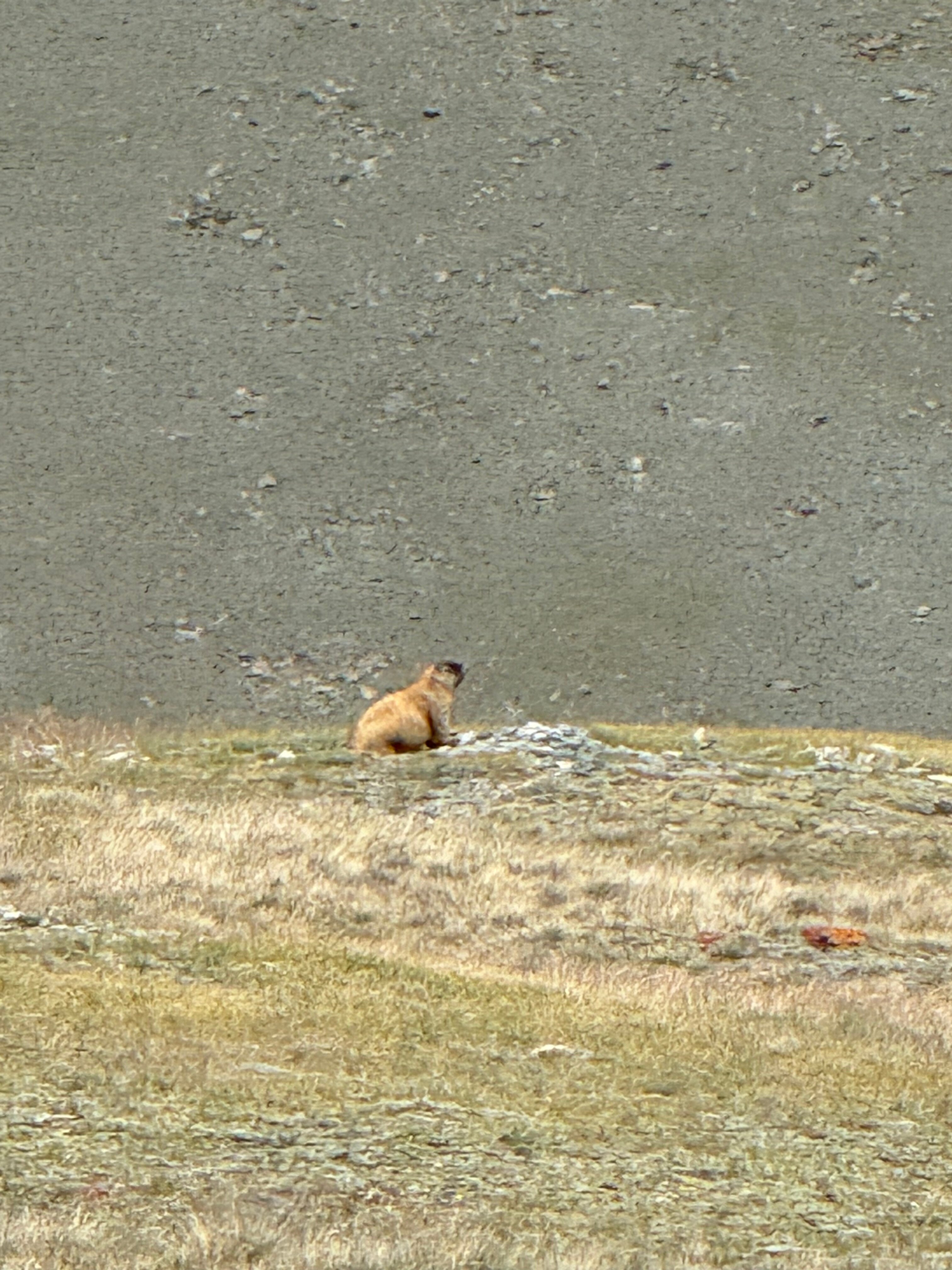 Фото Аррали