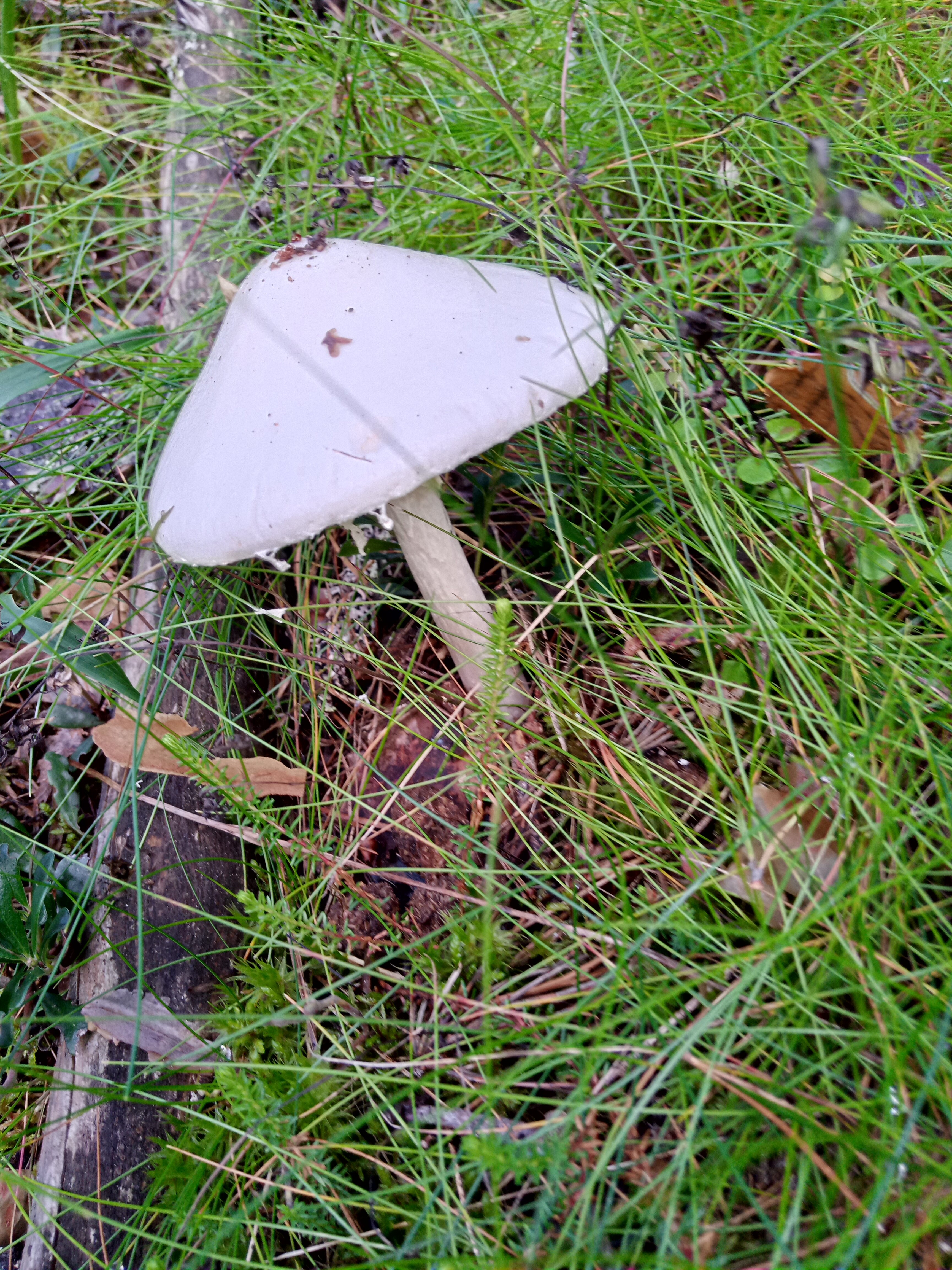 Фото Спартак