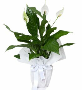 Flowers and bouquets delivery Daisy Flower, Izmir, photo