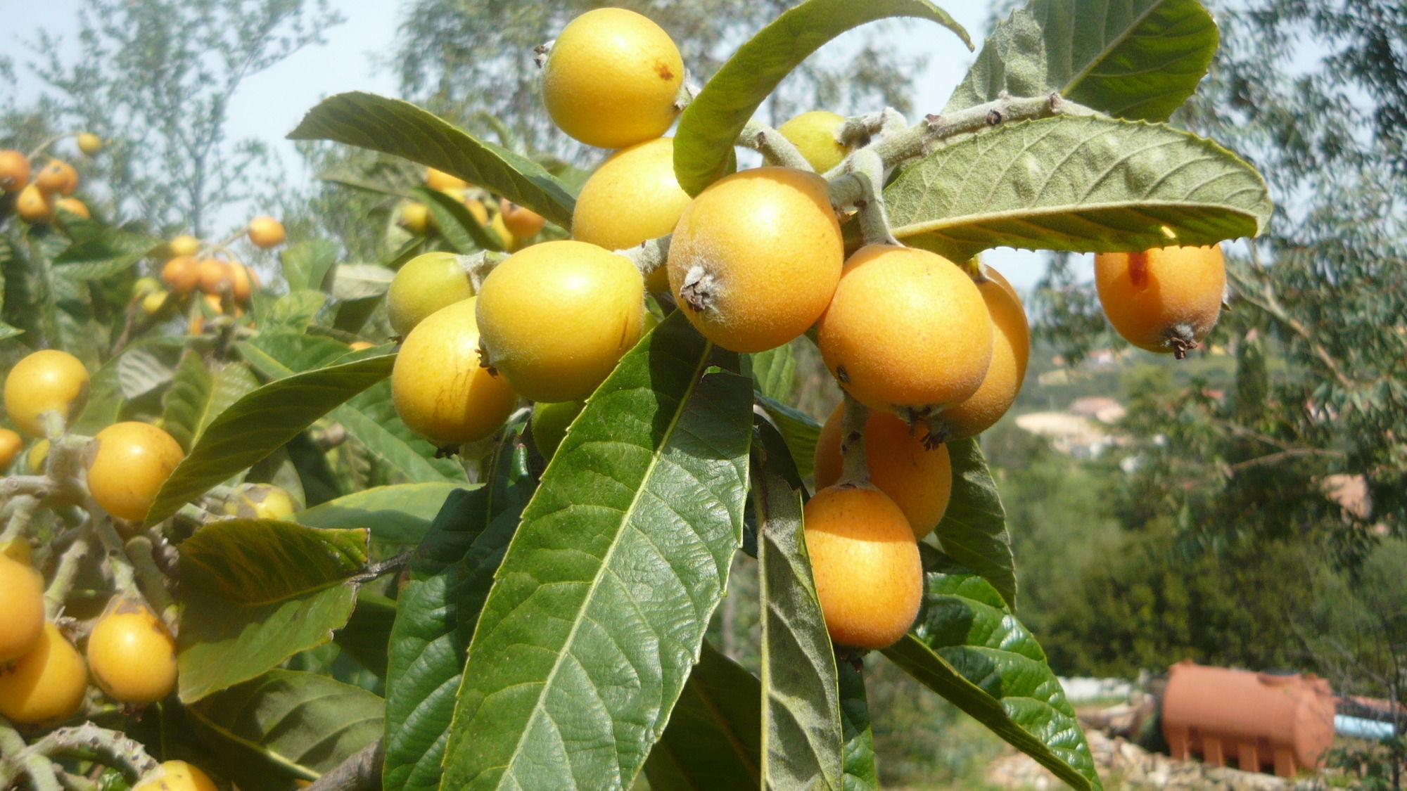 Фото B&b Li Muntigeddi