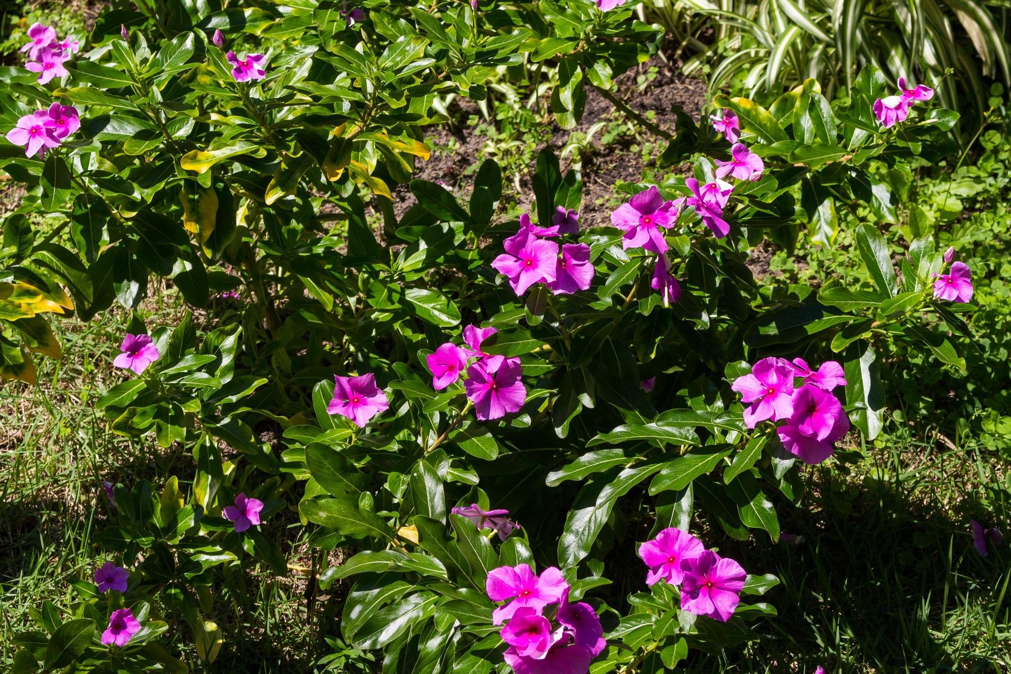 Фото Pousada Búzios Garden