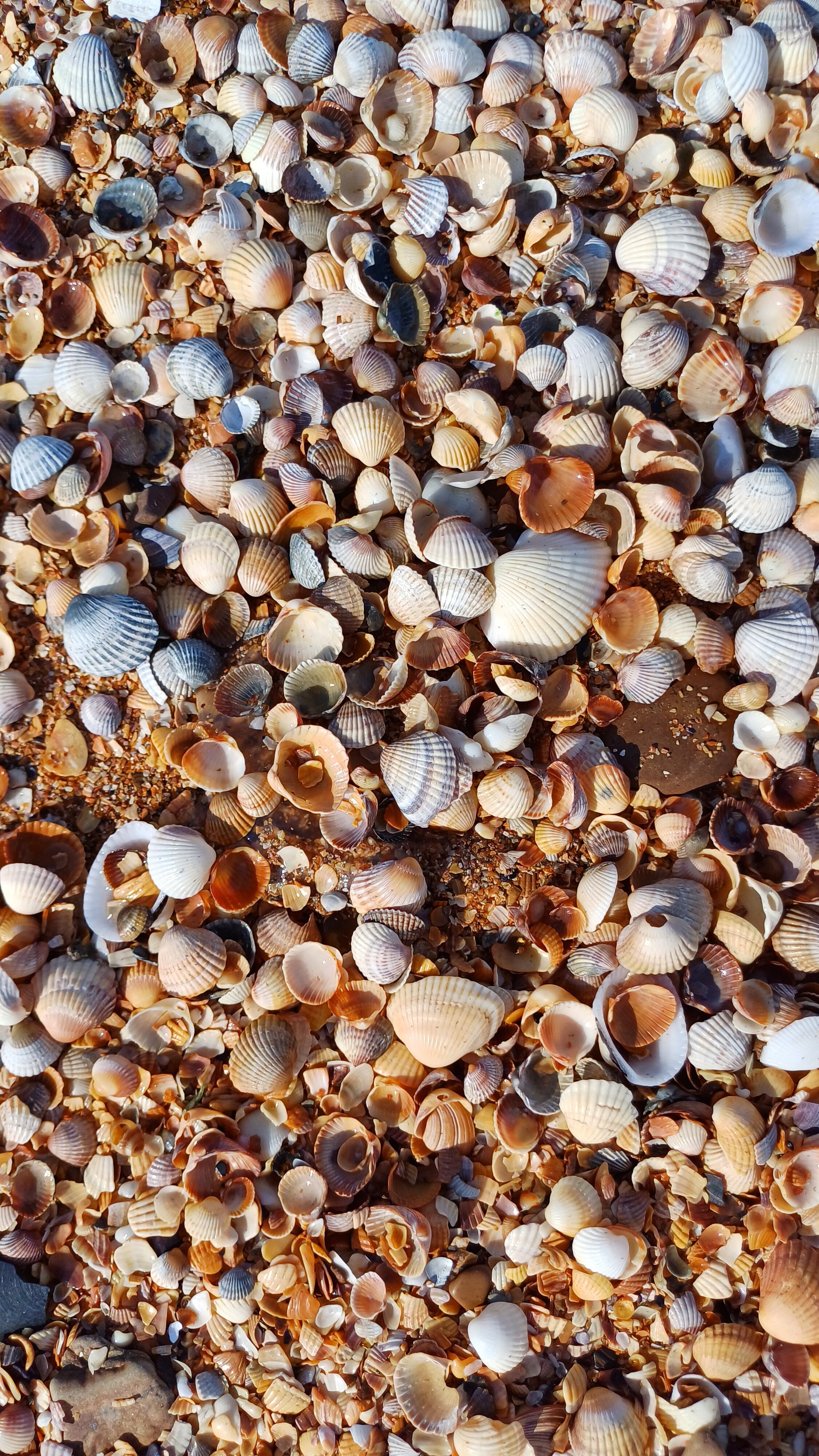 Фото Villa Grape