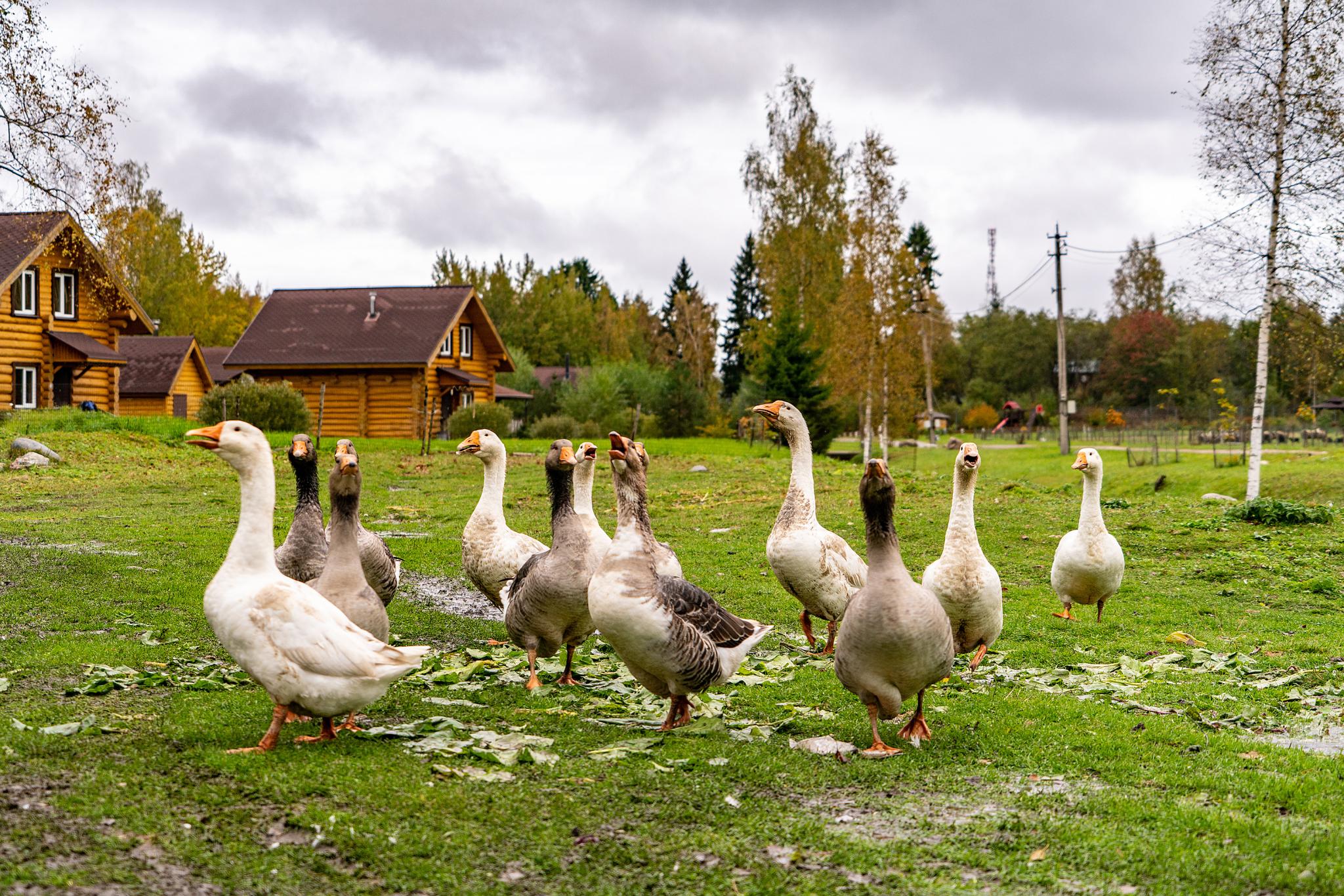 Фото Озерный берег