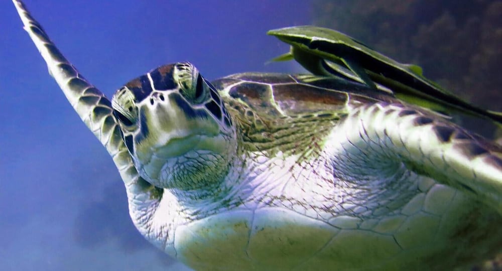 Фото Sunset Kendwa