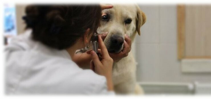 كلية، جامعة Ankara University Faculty of Veterinary Medicine ، أنقرة، صورة