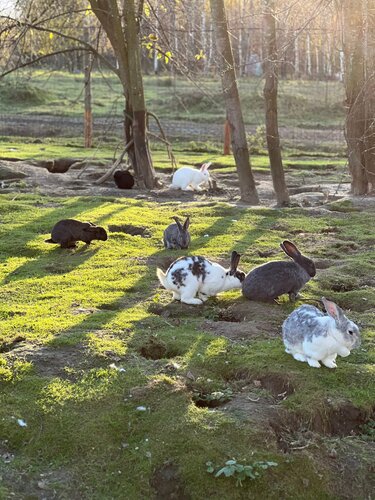 Дом отдыха Легенды леса в Угличе