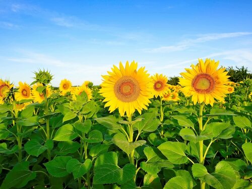 Гостиница Ibis Orange Centre Echangeur A7 A9 в Ньоне