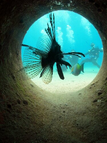 Гостевой Дом Neptun Dive Resort в Эйлате