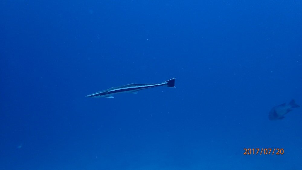 Фото Medhufaru Inn