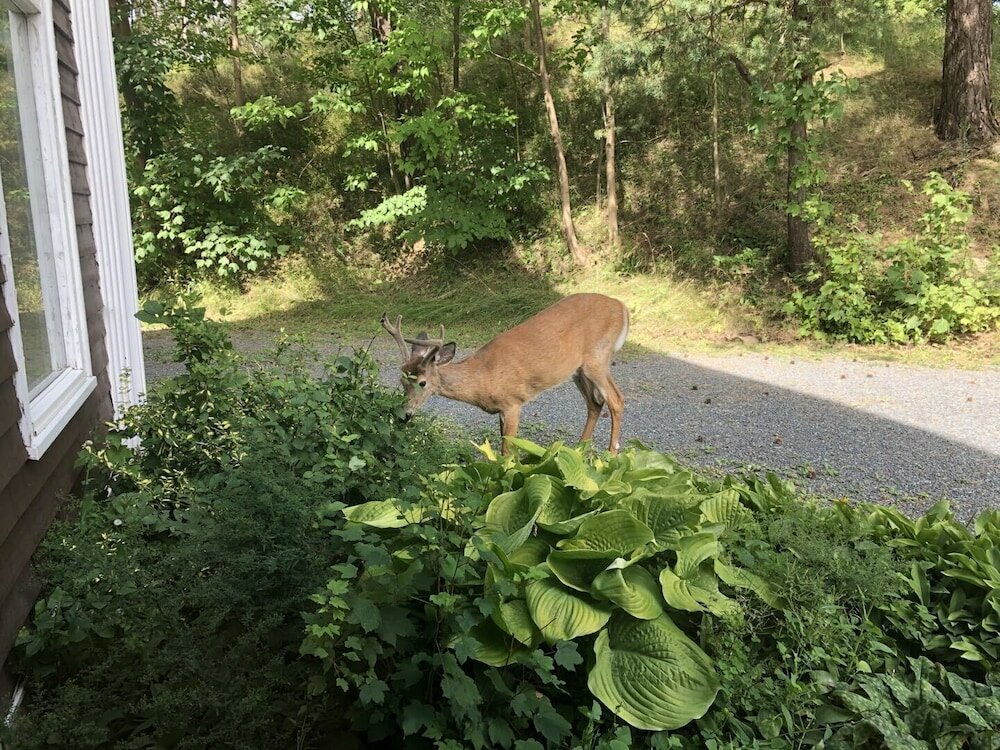 Фото Braeside Country Inn