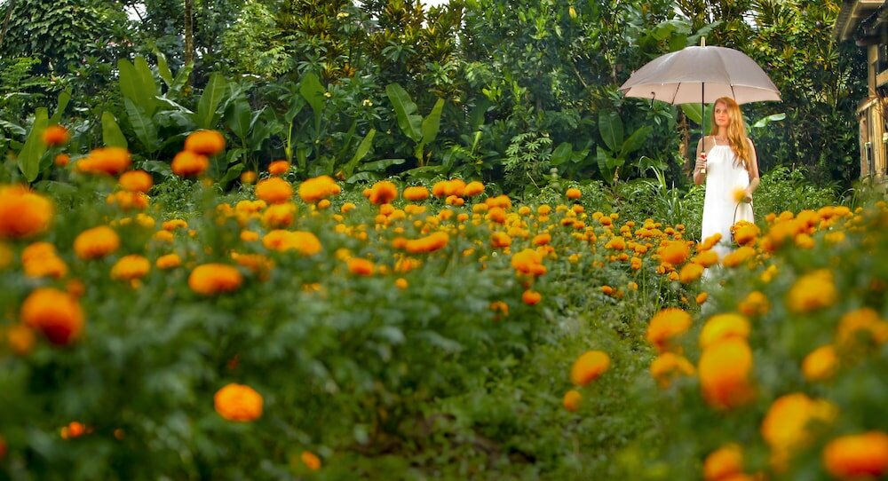Фото Nandini Jungle by Hanging Gardens
