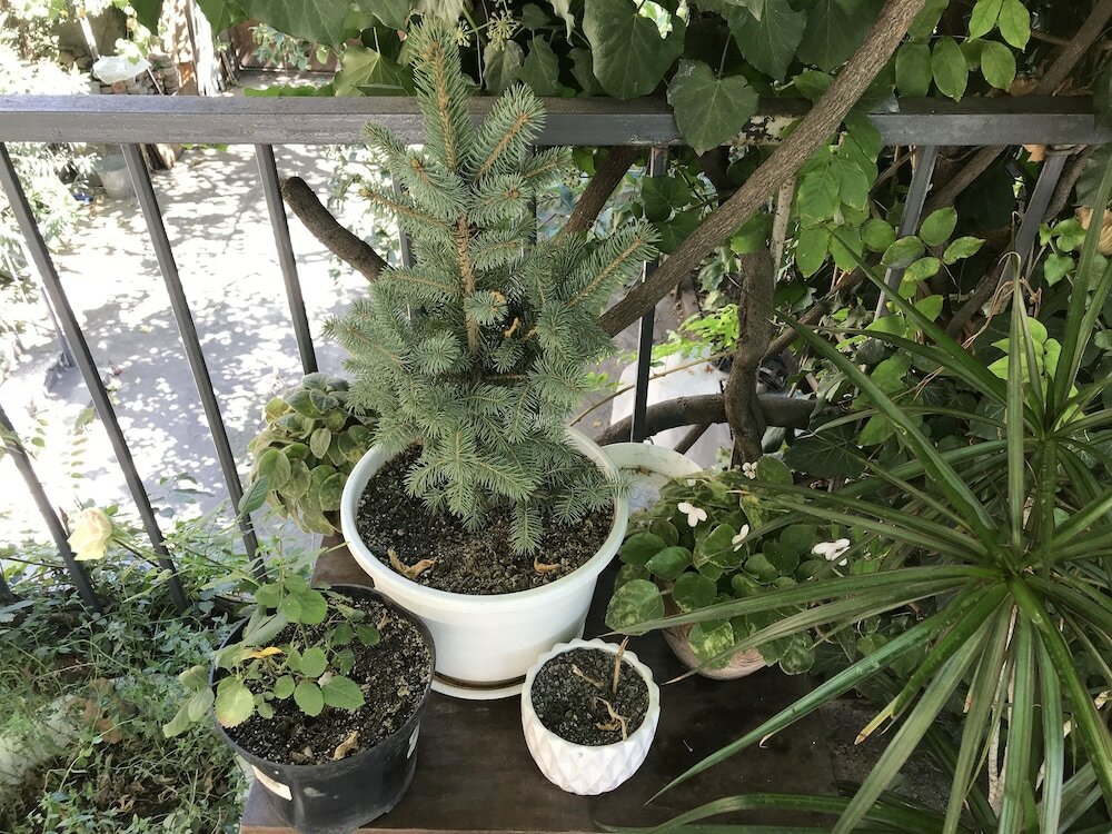 Фото Апартаменты Талавери в Старом Тбилиси