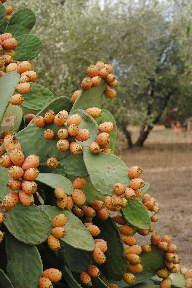 Фото Tenuta Di Pontesodo