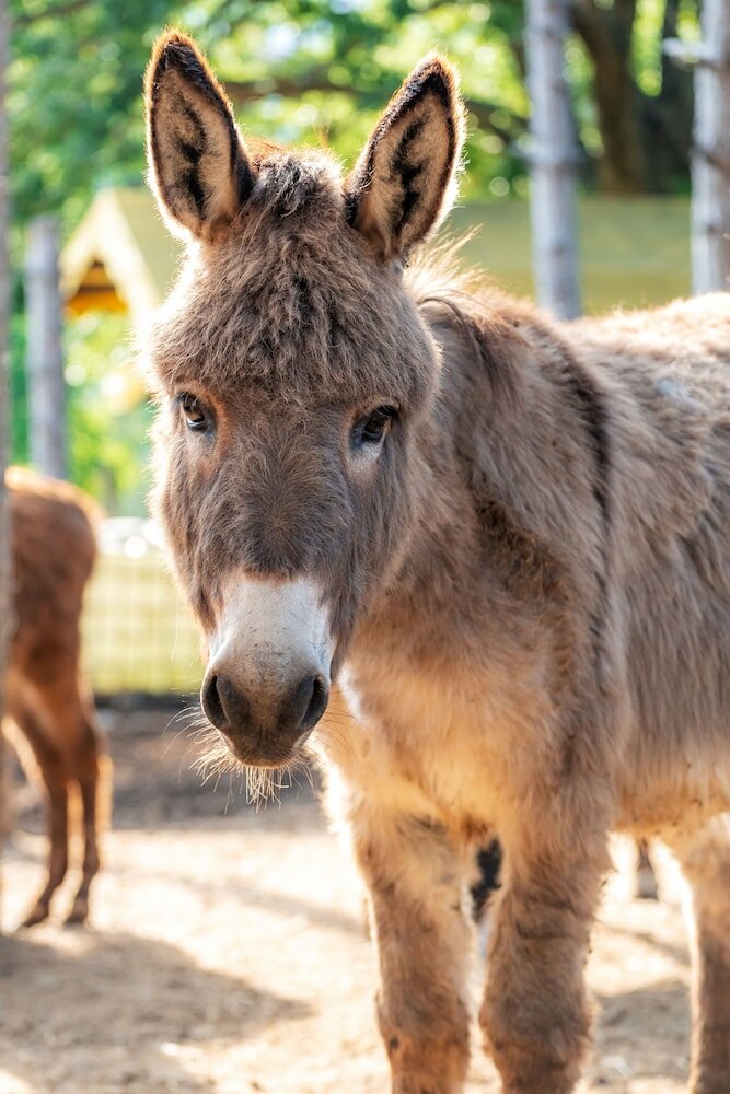 Фото La Valle Dei Caprioli - B&b