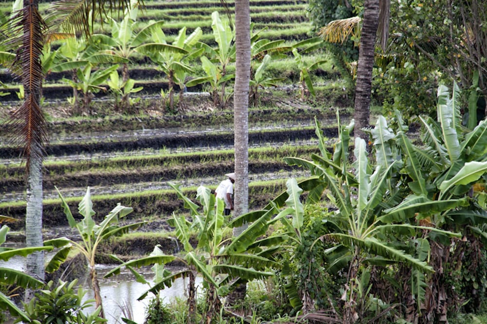 Фото Ngeluwungan Boutique Villa