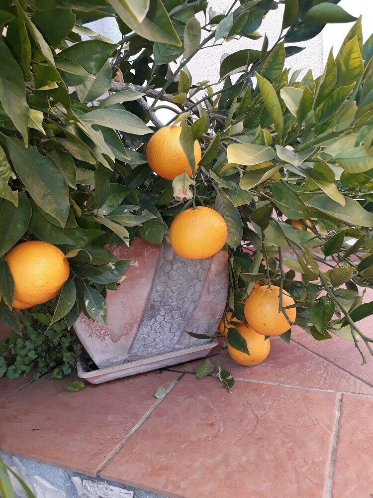 Фото Villa Jadranka Privlaka