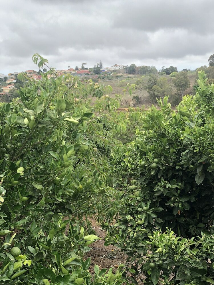 Фото Los Viejitos EN Firgas