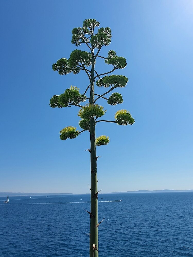 Фото Violeta Hvar