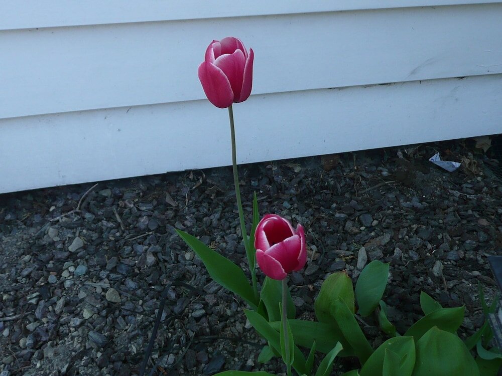 Фото Kershaw House Boutique Accommodation