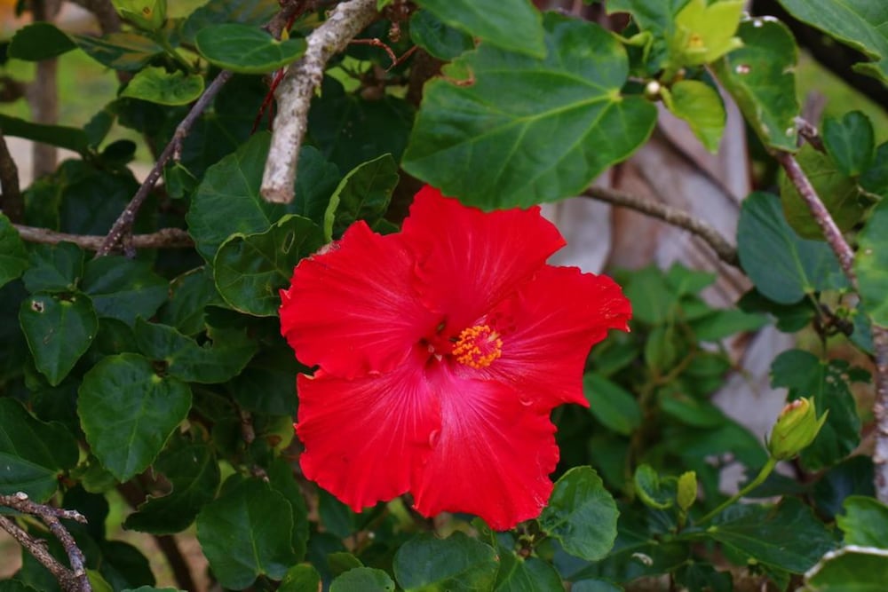 Фото Pension Kongo Baru