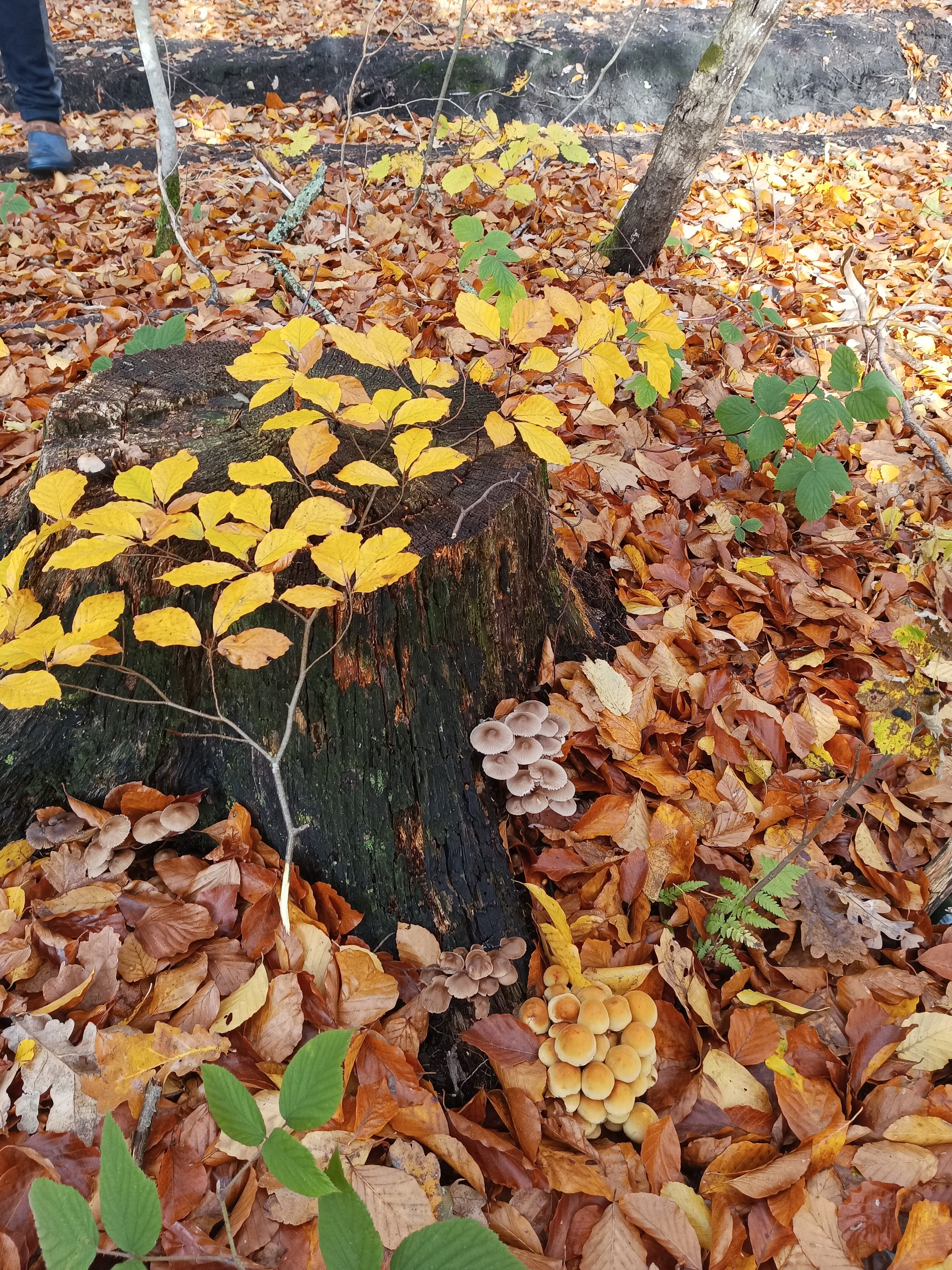 Фото Сосны, Ели и Залив