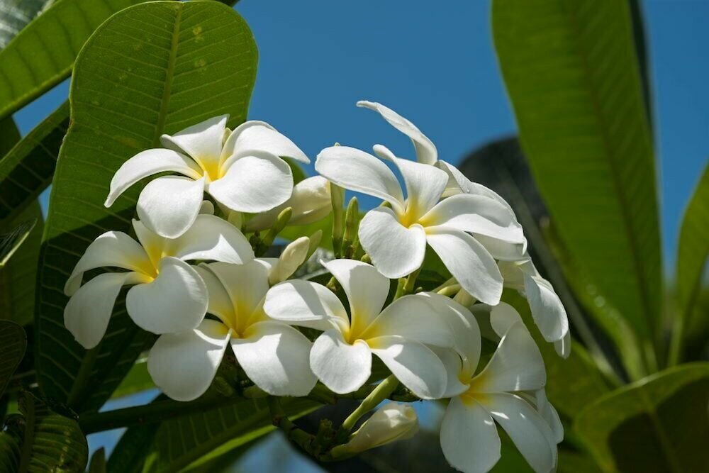 Фото Volivoli Beach Resort