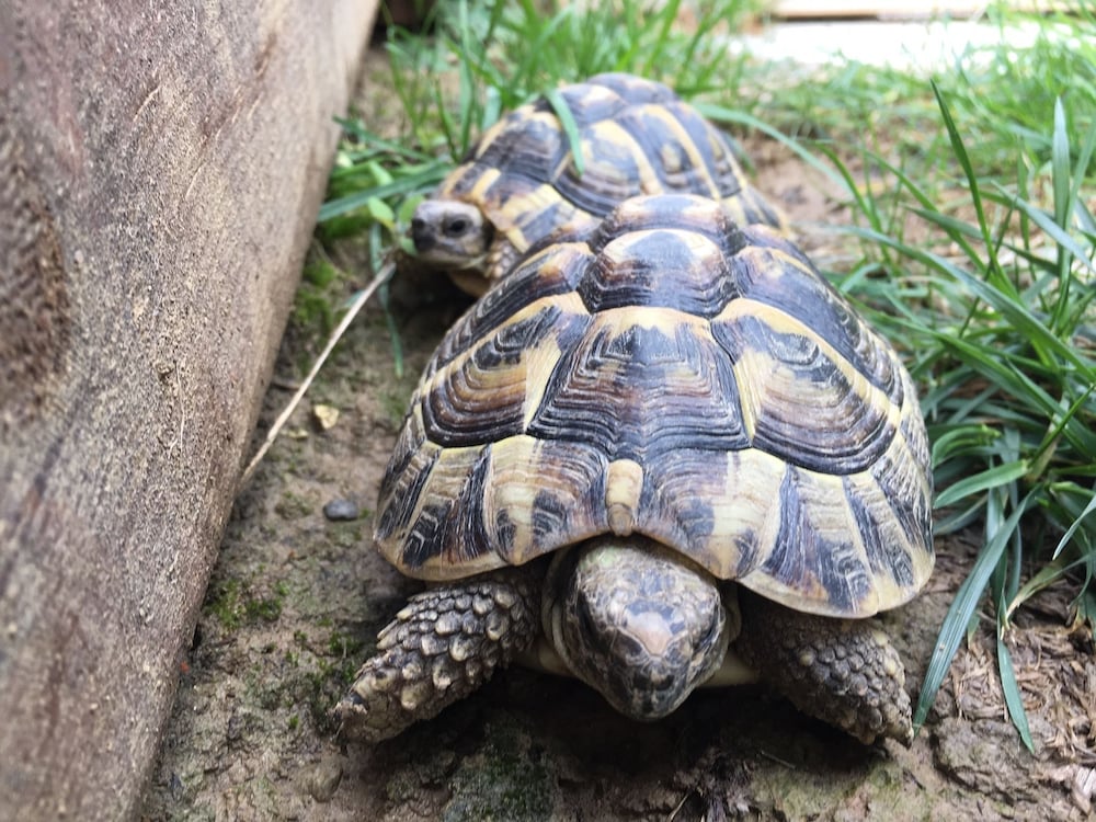 Фото B&b Le Piote