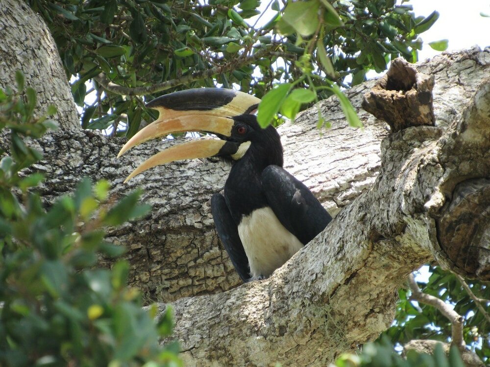 Фото Wadula Safari Yala