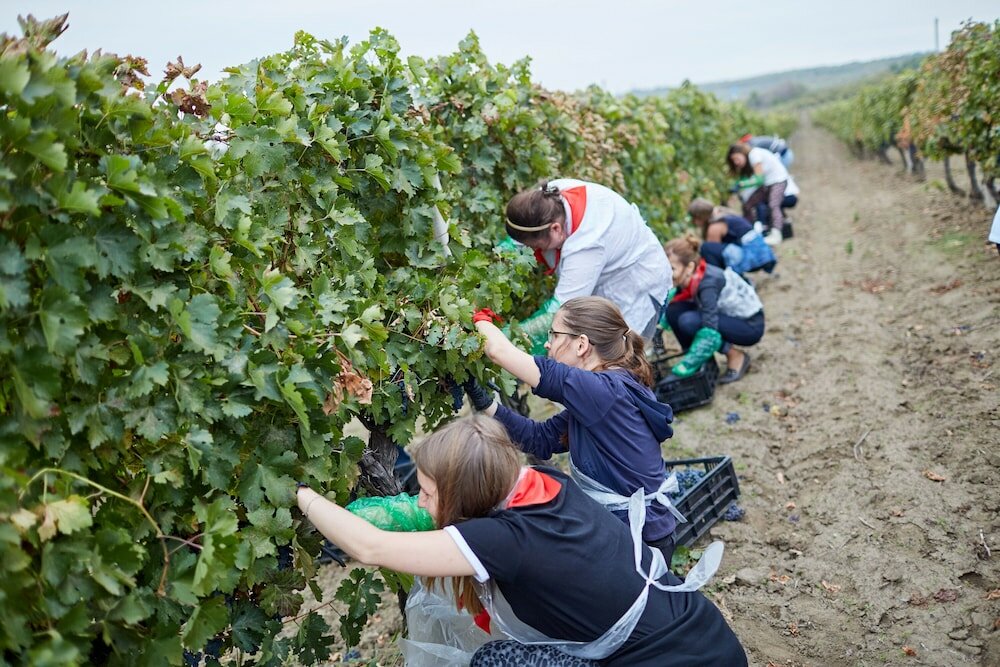 Фото Château Purcari