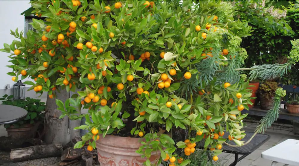 Фото Hotel Schwarzwälder Hof